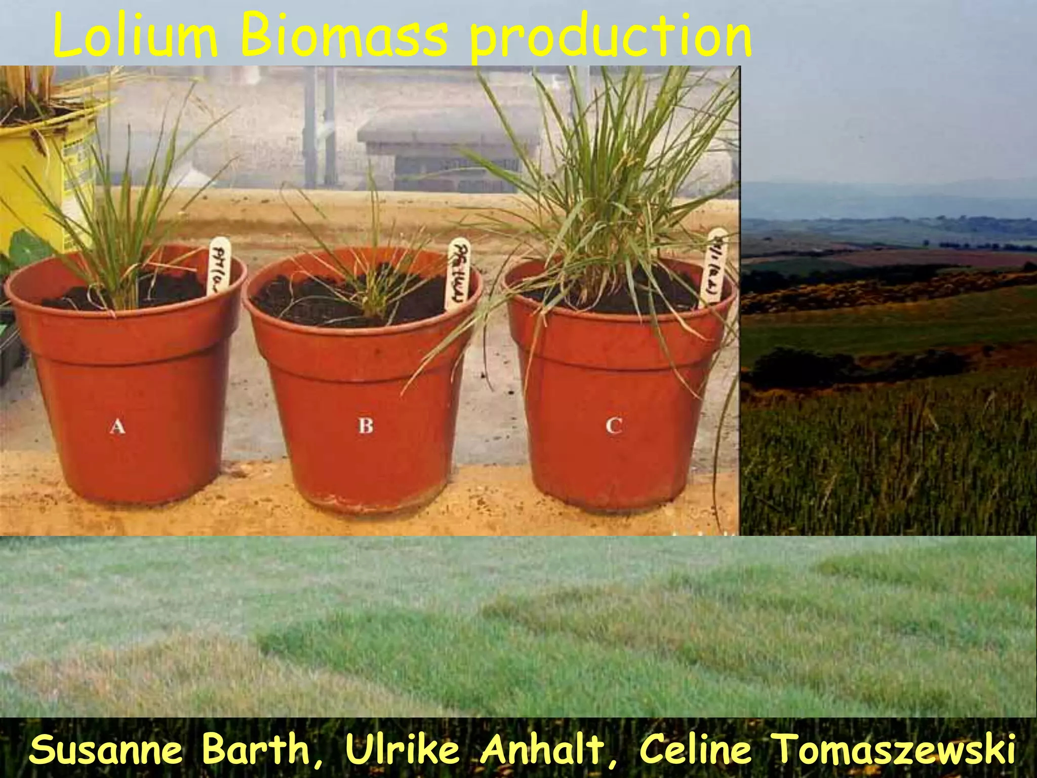 Lolium Biomass production




Susanne Barth, Ulrike Anhalt, Celine Tomaszewski
 