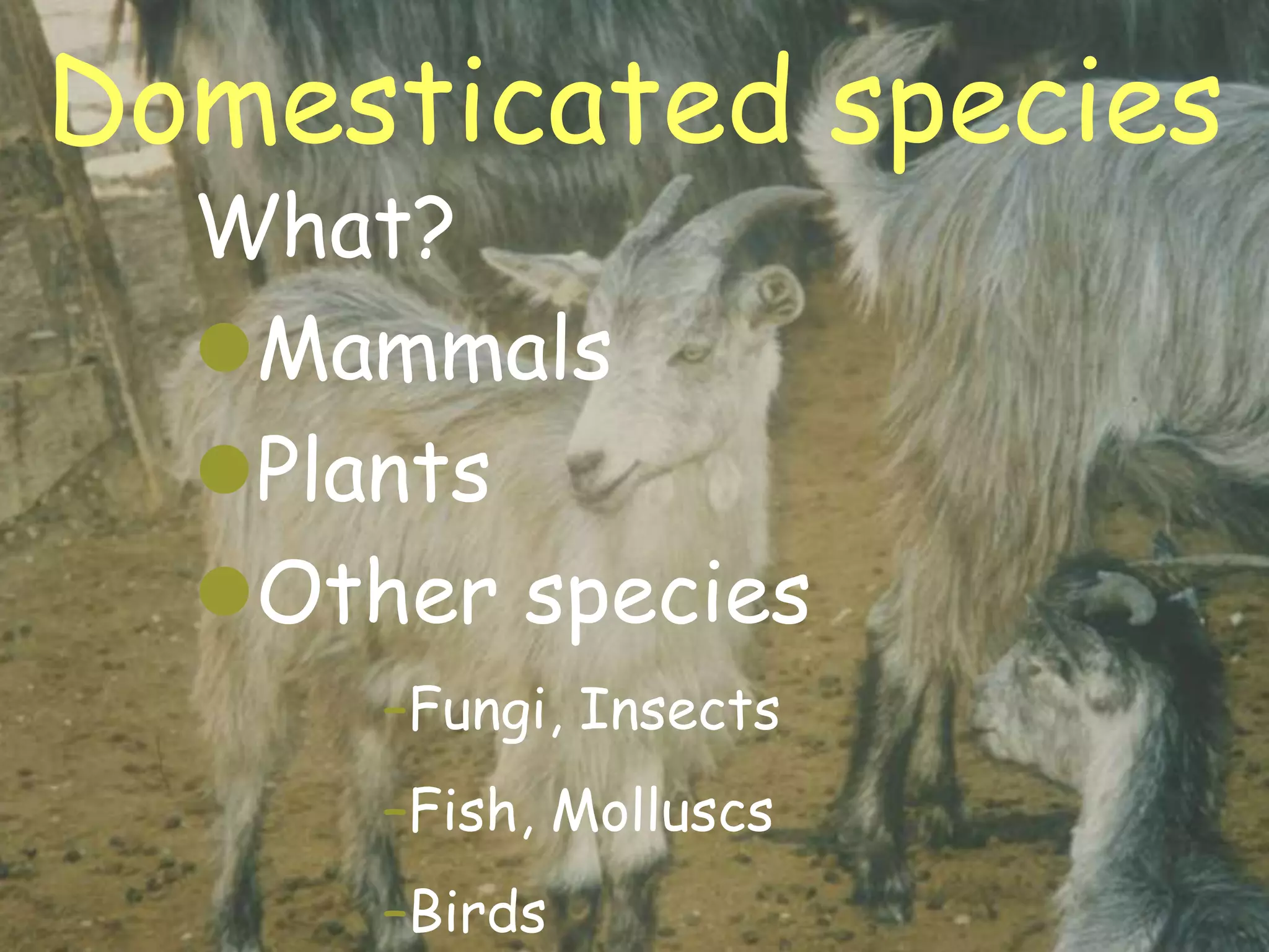 Domesticated species
     What?
     Mammals
     Plants
     Other species
           –Fungi, Insects
           –Fish, Molluscs
20/02/2013 –Birds            8
 
