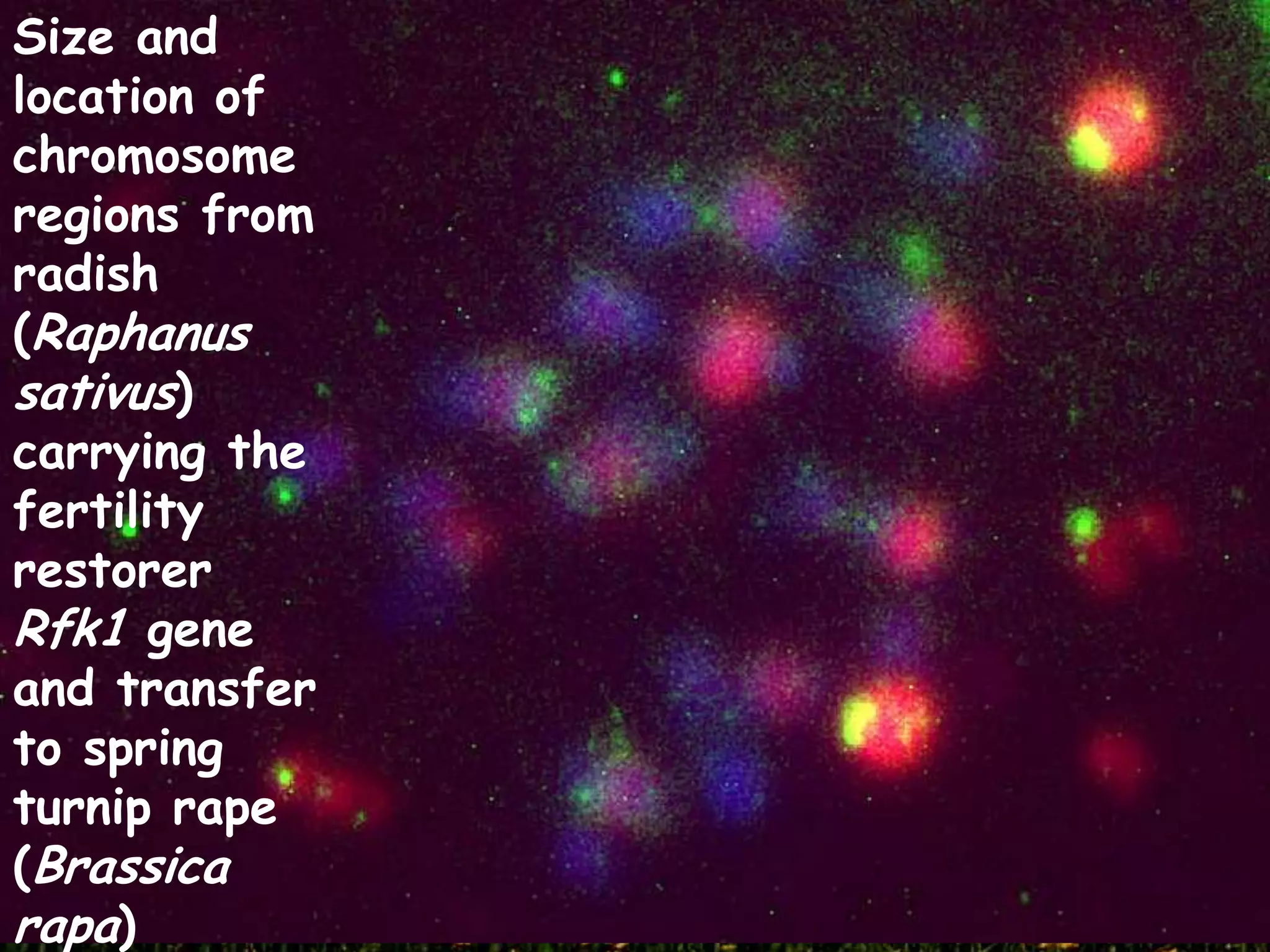 Size and
location of
chromosome
regions from
radish
(Raphanus
sativus)
carrying the
fertility
restorer
Rfk1 gene
and transfer
to spring
turnip rape
(Brassica
rapa)
 