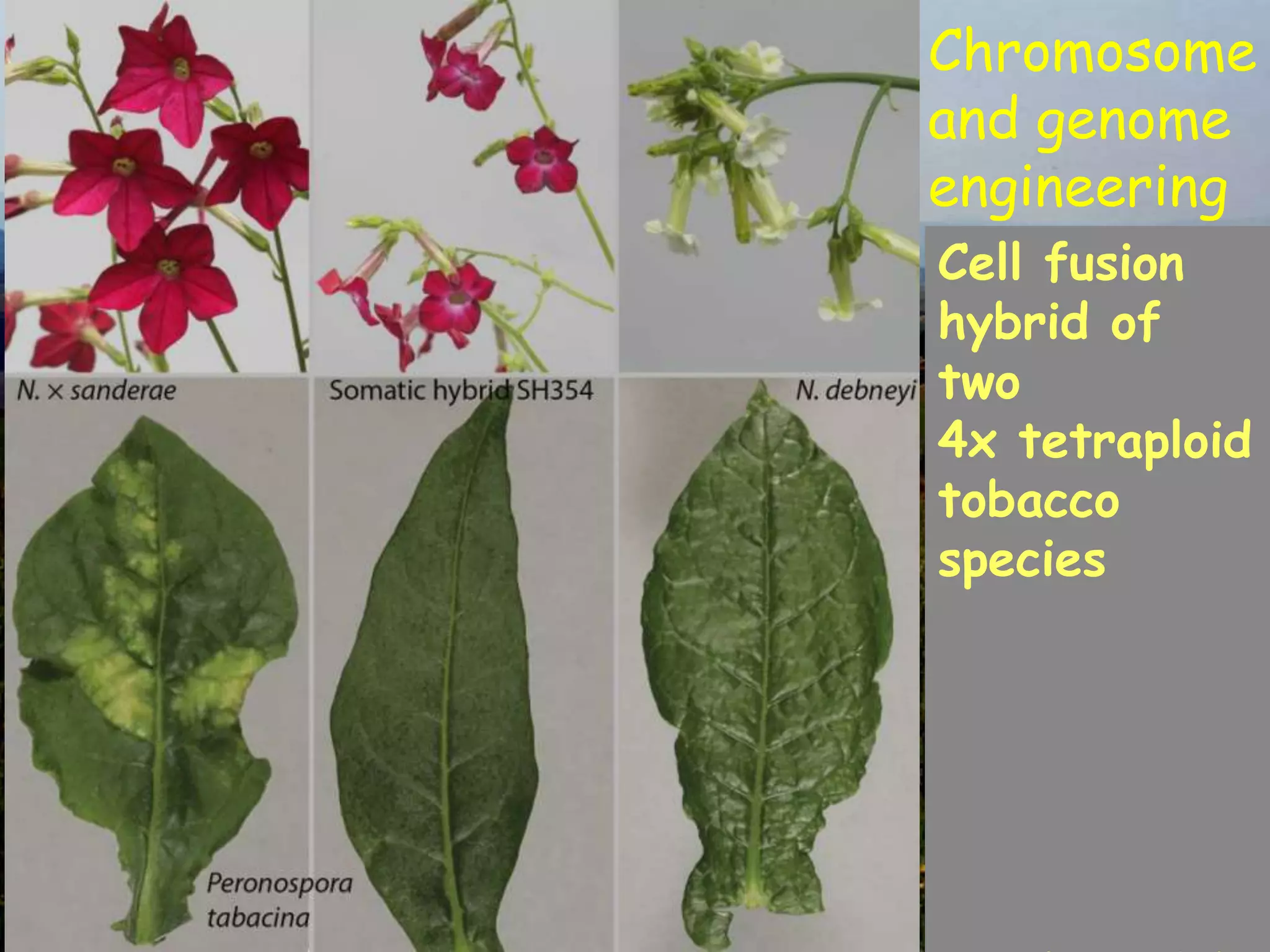 Chromosome
and genome
engineering
Cell fusion
hybrid of
two
4x tetraploid
tobacco
species
 