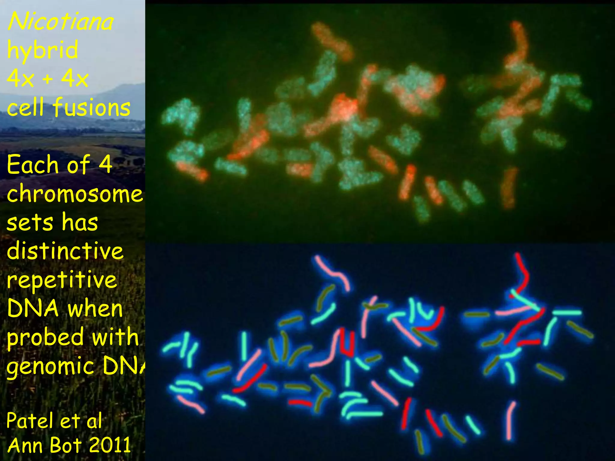 Nicotiana
hybrid
4x + 4x
cell fusions

Each of 4
chromosome
sets has
distinctive
repetitive
DNA when
probed with
genomic DNA

Patel et al
Ann Bot 2011
 