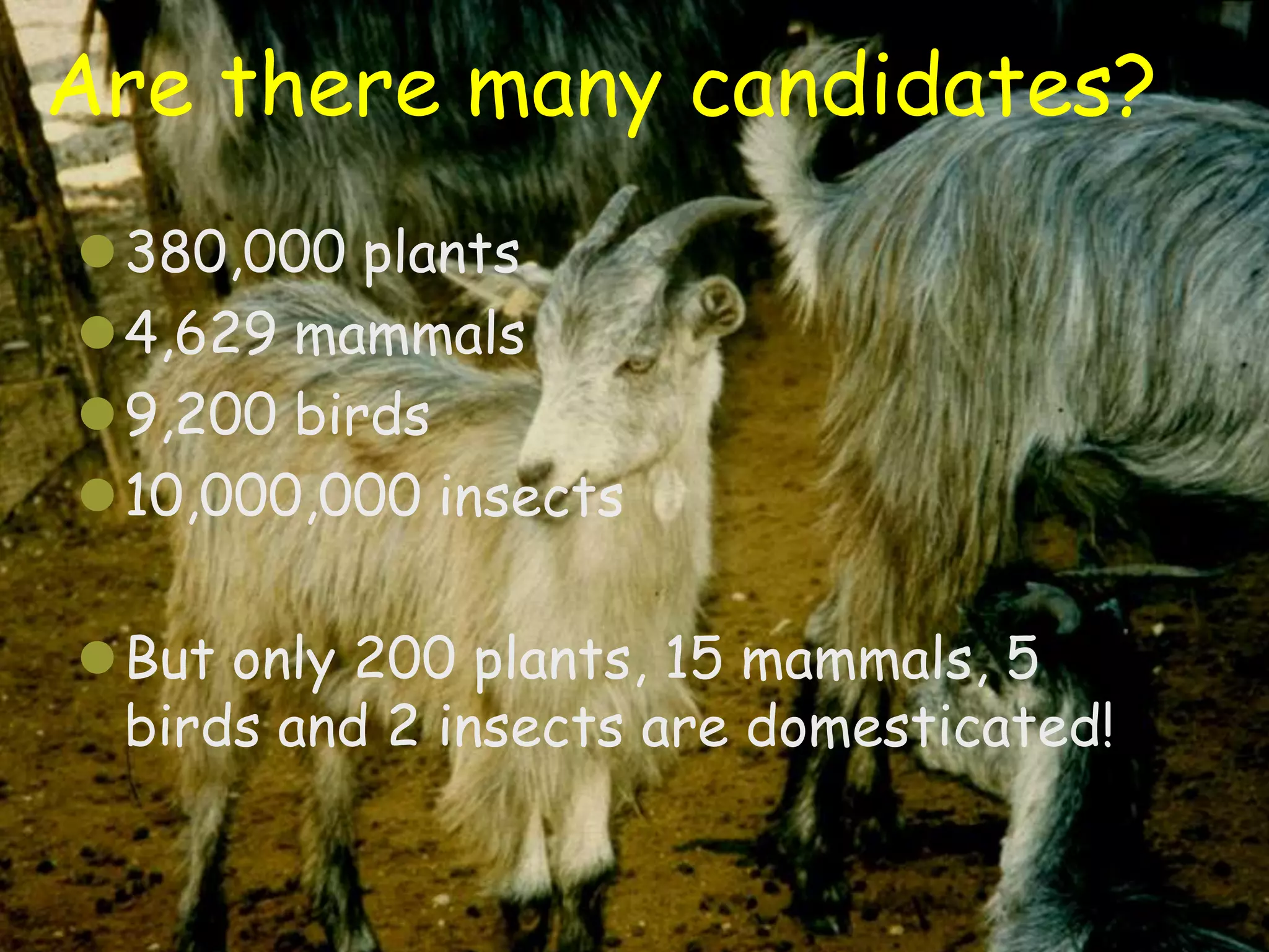 Are there many candidates?
380,000 plants
4,629 mammals
9,200 birds
10,000,000 insects

But only 200 plants, 15 mammals, 5
 birds and 2 insects are domesticated!


                                         9
 