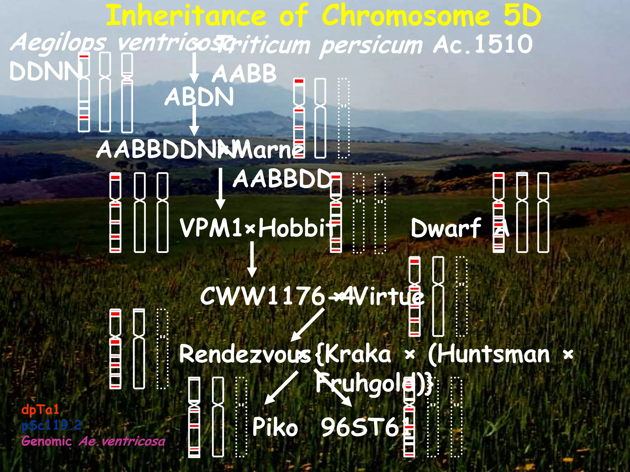 Inheritance of Chromosome 5D
Aegilops ventricosa
               × Triticum persicum Ac.1510
DDNN                    AABB
                     ABDN

           AABBDDNN
                  × Marne
                    AABBDD

                         VPM1×Hobbit       Dwarf A

                                 ×
                          CWW1176-4Virtue

                         Rendezvous {Kraka × (Huntsman ×
                                  ×
                                    Fruhgold)}
 dpTa1
 pSc119.2
 Genomic Ae.ventricosa
                              Piko 96ST61
 