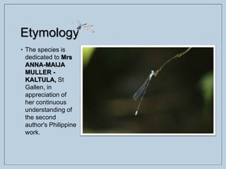 Etymology
• The species is
dedicated to Mrs
ANNA-MAIJA
MULLER -
KALTULA, St
Gallen, in
appreciation of
her continuous
understanding of
the second
author's Philippine
work.
 