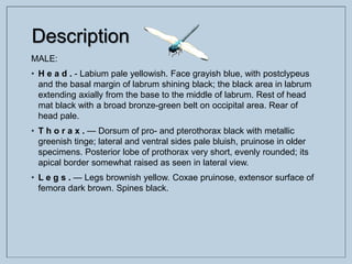 Description
MALE:
• H e a d . - Labium pale yellowish. Face grayish blue, with postclypeus
and the basal margin of labrum shining black; the black area in labrum
extending axially from the base to the middle of labrum. Rest of head
mat black with a broad bronze-green belt on occipital area. Rear of
head pale.
• T h o r a x . — Dorsum of pro- and pterothorax black with metallic
greenish tinge; lateral and ventral sides pale bluish, pruinose in older
specimens. Posterior lobe of prothorax very short, evenly rounded; its
apical border somewhat raised as seen in lateral view.
• L e g s . — Legs brownish yellow. Coxae pruinose, extensor surface of
femora dark brown. Spines black.
 