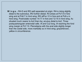 W i n g s. - R4+5 and IR3 well separated at origin. R4+s rising slightly
distal to the subnodus, IR3 further distad. R3 arises at Px7.9 in fore
wing and at Px6.7 in hind wing; IR2 atPxn.12 in fore and at Px9.u in
hind wing. Postnodals number 14-17 in fore and 12-15 in hind wing. Ac
situated much nearer to Ax2 than Axj, arculus distal to Ax2. Three
postquadrangular antenodal cells. IA and Cu2 long, IA reaching the hind
wing margin at Px7.10. Pterostigma with the anal side slightly longer
than the costal side, more markedly so in hind wing; grayishbrown,
yellow in circumference.
 