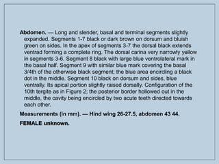 Abdomen. — Long and slender, basal and terminal segments slightly
expanded. Segments 1-7 black or dark brown on dorsum and bluish
green on sides. In the apex of segments 3-7 the dorsal black extends
ventrad forming a complete ring. The dorsal carina very narrowly yellow
in segments 3-6. Segment 8 black with large blue ventrolateral mark in
the basal half. Segment 9 with similar blue mark covering the basal
3/4th of the otherwise black segment; the blue area encircling a black
dot in the middle. Segment 10 black on dorsum and sides, blue
ventrally. Its apical portion slightly raised dorsally. Configuration of the
10th tergite as in Figure 2; the posterior border hollowed out in the
middle, the cavity being encircled by two acute teeth directed towards
each other.
Measurements (in mm). — Hind wing 26-27.5, abdomen 43 44.
FEMALE unknown.
 