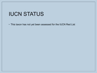 IUCN STATUS
• This taxon has not yet been assessed for the IUCN Red List
 