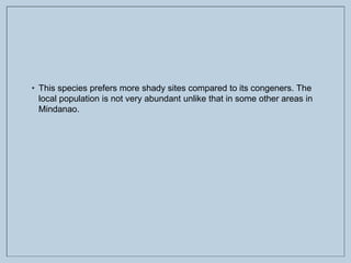 • This species prefers more shady sites compared to its congeners. The
local population is not very abundant unlike that in some other areas in
Mindanao.
 
