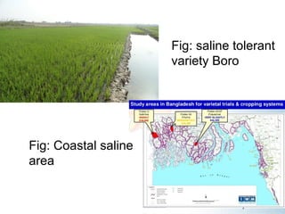Fig: saline tolerant 
variety Boro
Fig: Coastal saline 
area
 