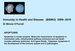 APOPTOSIS Immunity in Health and Disease  (BS963)  2009- 2010 Dr Minnie O’Farrell  Apoptosis in model systems. Molecular mechanisms of apoptosis in mammalian cells, mitochondrial pathway (intrinsic) and cell death receptor pathway (extrinsic).  bcl-2  gene family.  Caspases. Apoptosis in the development of the immune system and in pathologies. 