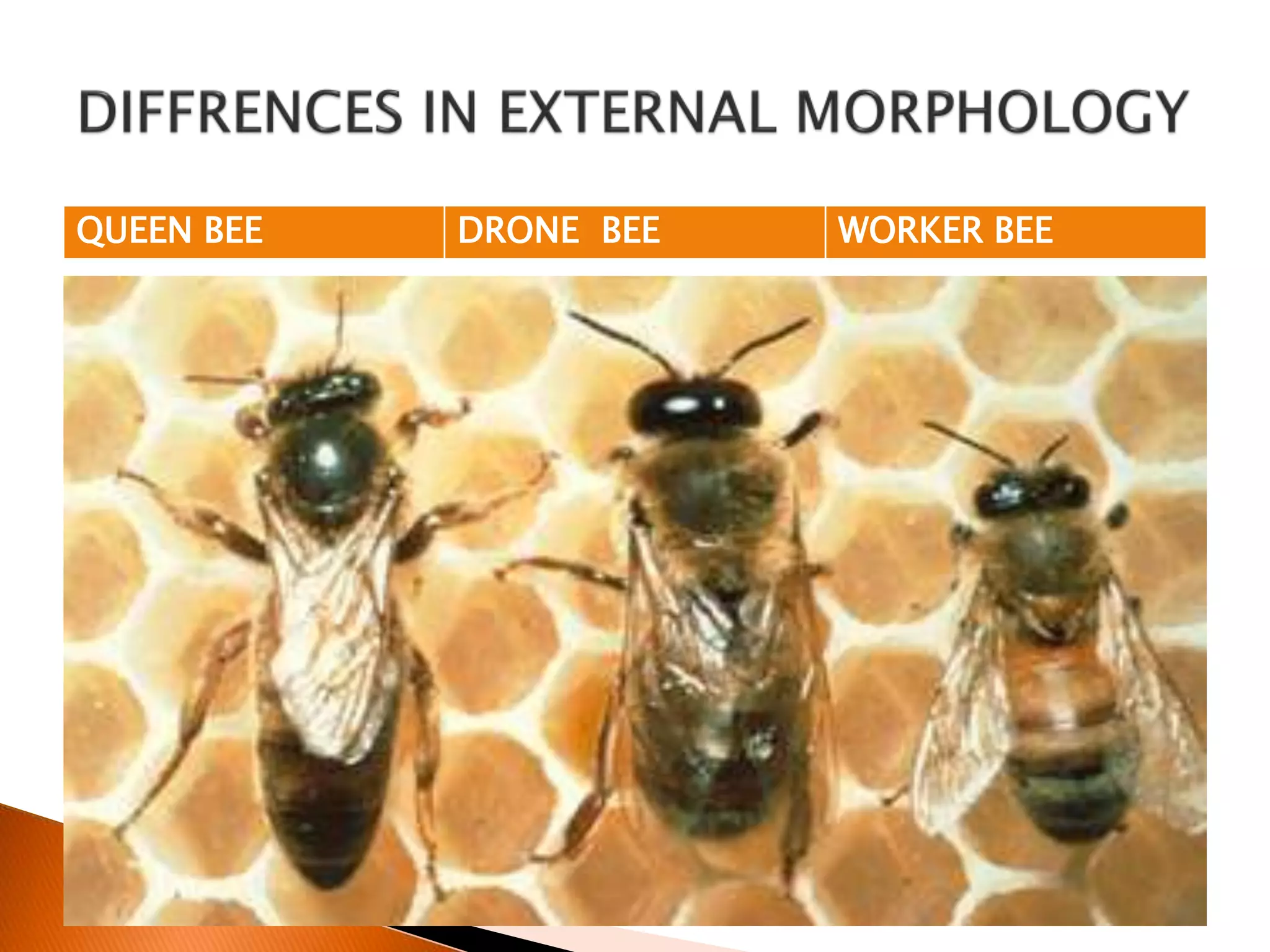 morphology of honeybee | PPTX