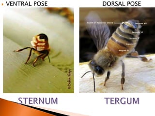 morphology of honeybee | PPTX