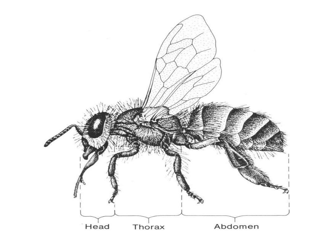 morphology of honeybee