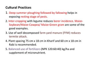 Cultural Practices
1. Deep summer ploughing followed by fallowing helps in
exposing resting stage of pests.
2. Inter-cropping with legume reduces borer incidence. Maize-
Soybean/Maize-Cowpea/ Maize-Green gram are some of the
good examples.
3. Use of well decomposed farm yard manure (FYM) reduces
termite attack.
4. Plant spacing 75 cm x 18 cm in Kharif and 60 cm x 18 cm in
Rabi is recommended.
5. Balanced use of fertilizers (NPK 120:60:40) kg/ha and
supplement of micronutrient.
 