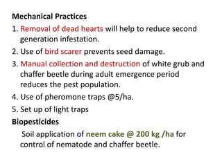 Mechanical Practices
1. Removal of dead hearts will help to reduce second
generation infestation.
2. Use of bird scarer prevents seed damage.
3. Manual collection and destruction of white grub and
chaffer beetle during adult emergence period
reduces the pest population.
4. Use of pheromone traps @5/ha.
5. Set up of light traps
Biopesticides
Soil application of neem cake @ 200 kg /ha for
control of nematode and chaffer beetle.
 