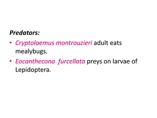 Predators:
• Cryptolaemus montrouzieri adult eats
mealybugs.
• Eocanthecona furcellata preys on larvae of
Lepidoptera.
 