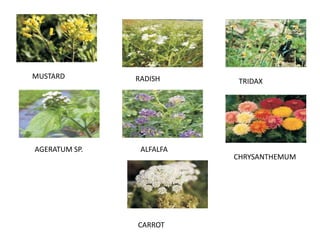 MUSTARD RADISH TRIDAX
AGERATUM SP. ALFALFA
CHRYSANTHEMUM
CARROT
 