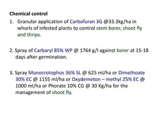 Chemical control
1. Granular application of Carbofuran 3G @33.3kg/ha in
whorls of infested plants to control stem borer, shoot fly
and thrips.
2. Spray of Carbaryl 85% WP @ 1764 g/l against borer at 15-18
days after germination.
3. Spray Monocrotophos 36% SL @ 625 ml/ha or Dimethoate
30% EC @ 1155 ml/ha or Oxydemeton – methyl 25% EC @
1000 ml/ha or Phorate 10% CG @ 30 Kg/ha for the
management of shoot fly.
 