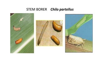 STEM BORER Chilo partellus
 