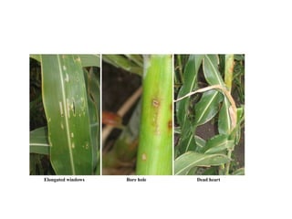 Elongated windows Bore hole Dead heart
 