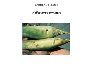 EARHEAD FEEDER
Helicoverpa armigera
 