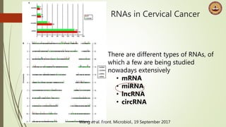 RNAs in Cervical Cancer
Wang et al. Front. Microbiol., 19 September 2017
There are different types of RNAs, of
which a few are being studied
nowadays extensively
• mRNA
• miRNA
• lncRNA
• circRNA
 