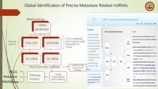 Global Identification of Precise Metastasis Related miRNAs
miRNA
Identification
TCGA-CESC
DE miRNA
GSE102969
DE miRNA
3 non metastatic
and 3 lymph node
metastatic CC
Tissue
Normal
and CC
Target
Transcription
Factor Mining
Pathway
analysis
Methodology
KEGG
Reactome
WikiPathway
Find Common miRNAs
miRNA Family
Enrichment
Analysis
 