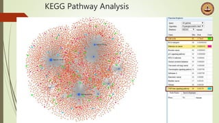 KEGG Pathway Analysis
 