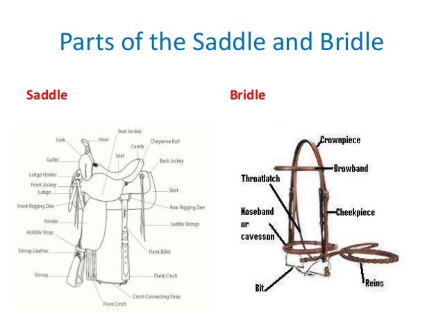 BSA Horsemanship MB bsa body diagram 