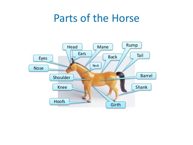 BSA Horsemanship MB