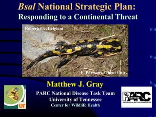 Bsal National Strategic Plan:
Responding to a Continental Threat
PARC National Disease Task Team
University of Tennessee
Center for Wildlife Health
Matthew J. Gray
F. Pasmans, Ghent Univ.
Robertville, Belgium
 