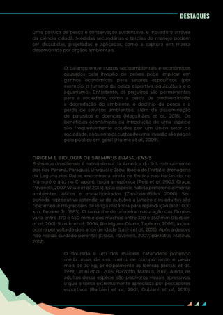 18
DESTAQUES
uma política de pesca e conservação sustentável e inovadora através
da ciência cidadã. Medidas secundárias e tardias de manejo podem
ser discutidas, projetadas e aplicadas, como a captura em massa
desenvolvida por órgãos ambientais.
O balanço entre custos socioambientais e econômicos
causados pela invasão de peixes pode implicar em
ganhos econômicos para setores específicos (por
exemplo, o turismo de pesca esportiva, aquicultura e o
aquarismo). Entretanto, os prejuízos são permanentes
para a sociedade, como a perda de biodiversidade,
a degradação do ambiente, o declínio da pesca e a
perda de serviços ambientais, além da disseminação
de parasitos e doenças (Magalhães et al., 2018). Os
benefícios econômicos da introdução de uma espécie
são frequentemente obtidos por um único setor da
sociedade, enquanto os custos de uma invasão são pagos
pelo público em geral (Hulme et al., 2009).
ORIGEM E BIOLOGIA DE SALMINUS BRASILIENSIS
Salminus brasiliensis é nativa do sul da América do Sul, naturalmente
dos rios Paraná, Paraguai, Uruguai e Jacuí (bacia do Prata) e drenagens
da Laguna dos Patos, encontrada ainda na Bolívia nas bacias do rio
Mamoré e alto rio Chaparé, bacia amazônica (Reis et al. 2003; Graça,
Pavanelli, 2007; Vitule et al. 2014). Esta espécie habita preferencialmente
ambientes lóticos e encachoeirados (Zaniboni-Filho, 2000). Seu
período reprodutivo estende-se de outubro a janeiro e os adultos são
tipicamente migradores de longa distância para reprodução (até 1.000
km; Petrere Jr., 1985). O tamanho de primeira maturação das fêmeas
varia entre 370 e 450 mm e dos machos entre 320 e 350 mm (Barbieri
et al., 2001; Suzuki et al., 2004; Rodríguez-Olarte, Taphorn, 2006), a qual
ocorre por volta de dois anos de idade (Latini et al., 2016). Após a desova
não realiza cuidado parental (Graça, Pavanelli, 2007; Barzotto, Mateus,
2017).
O dourado é um dos maiores caracídeos podendo
medir mais de um metro de comprimento e pesar
mais de 30 kg, principalmente as fêmeas (Britski et al.,
1999; Latini et al., 2016; Barzotto, Mateus, 2017). Ainda, os
adultos dessa espécie são piscívoros visuais agressivos,
o que a torna extremamente apreciada por pescadores
esportivos (Barbieri et al., 2001; Gubiani et al., 2010).
 