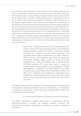 23
Essa lei carece de fiscalização e comprometimento de órgãos públicos para
evitar a introdução ilegal de espécies não nativas além da disseminação ou
reintroduções após a captura destas espécies. Dessa maneira, contribui de
forma magna para a invasão e efeitos negativos de S. brasiliensis na bacia
do rio Iguaçu. Destacamos que evidências apontam para o fato de que a
introdução, disseminação e todo o processo de invasão de S. brasiliensis na
baciadoIguaçufoipropositalmenterealizadaparaincentivarapescaesportiva
com introdução de espécies não nativas (ver Ribeiro et al., 2017). Dessa forma,
atividades ilegais, desconhecimento da legislação, da ecologia das espécies e
de educação ambiental da população têm sido apontadas como o principais
vetores para a introdução de dourado na bacia, gerando potenciais danos
para a qualidade de água e para a biodiversidade da bacia do rio Iguaçu
(Vitule, 2009; Vitule et al., 2014; Ribeiro et al., 2017). Esses danos poderiam ser
evitados ou minimizados com aumento na fiscalização e aplicação de multas
para os infratores.
Atualmente, a legislação Brasileira está comprometida com
muitos acordos internacionais relacionados à introdução de
espécies exóticas invasoras. Contudo, a maioria dos acordos
firmados até o presente não está sendo respeitada, nem
fiscalizada pelos órgãos competentes. Em 2010, durante a
décima reunião da Conferência das Partes da Convenção
Diversidade Biológica (CBD), o Brasil e outros 192 países
estabeleceram o Plano Estratégico para a Biodiversidade
2011-2020, propondo 20 metas para reduzir a perda de
biodiversidade em escala global - a Aichi Biodiversity Targets
(www.cbd.int). O Ministério do Meio Ambiente, com base
na Agenda para Desenvolvimento Sustentável da ONU e a
CBD tem 17 objetivos para estabelecer o desenvolvimento
sustentável e a preservação da fauna nativa. Com isso, o Brasil
assumiu duas metas internacionais relativas ao tema a Meta
de Aichi 9.
“Até 2020, espécies exóticas invasoras e seus vetores terão sido identificadas
e priorizadas, espécies prioritárias terão sido controladas ou erradicadas,
e medidas de controle de vetores terão sido tomadas para impedir sua
introdução e estabelecimento”.
E a meta 15.8 dos Objetivos do Desenvolvimento Sustentável:
“Até 2020, implementar medidas para evitar a introdução e reduzir
significativamente o impacto de espécies exóticas invasoras em
ecossistemas terrestres e aquáticos, e controlar ou erradicar as espécies
prioritárias”.
DESTAQUES
 
