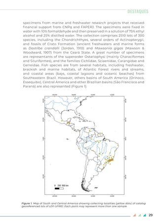 29
specimens from marine and freshwater research projects that received
financial support from CNPq and FAPERJ. The specimens were fixed in
water with 10% formaldehyde and then preserved in a solution of 75% ethyl
alcohol and 25% distilled water. The collection comprises 2510 lots of 300
species, including the Chondrichthyes, several orders of Actinopterygii,
and fossils of Crato Formation (ancient freshwaters and marine forms
as Dastilbe crandalli (Jordan, 1910) and Mawsonia gigas (Mawson &
Woodward, 1907) from the Ceará State. A great number of specimens
are representants of the superorder Ostariophysi (mainly Characiformes
and Siluriformes), and the families Cichlidae, Sciaenidae, Carangidae and
Gerreidae. Fish species are from several habitats, including freshwater,
brackish and marine habitats, of Atlantic Forest rivers and streams,
and coastal areas (bays, coastal lagoons and oceanic beaches) from
Southeastern Brazil. However, others basins of South America (Orinoco,
Essequibo), Central America and other Brazilian basins (São Francisco and
Paraná) are also represented (Figure 1).
Figure 1. Map of South and Central America showing collecting localities (yellow dots) of catalog
georeferenced lots of LEP-UFRRJ. Each point may represent more than one sample.
DESTAQUES
 