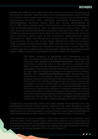 30
DESTAQUES
Besides the ordinary fish specimens, the collection has a list of endangered
and endemic species. There are about 20 endangered species, some of those
are endemic from coastal rivers of Rio de Janeiro State, such as Characidium
grajahuensis Travassos, 1944, Cheirodon parahybae (Eigenmann, 1915),
Hyphessobrycon flammeus (Myers, 1924) and Listrura nematopteryx de
Pinna, 1988. Other species listed in this collection, although not endangered,
have overfished populations, such as Hippocampus erectus Perry, 1810, H.
reidi Ginsburg 1933 and Sardinella brasiliensis (Steindachner, 1879). The LEP-
UFRRJ has also species from other Brazilian basins (allochthonous), and from
other continents (exotic) such as the ornamental Hyphessobrycon eques
(Steindachner, 1882), and Pterophyllum scalare (Cuvier, 1816). Some species
have economic values, such as the tilapias Oreochromis niloticus (Linnaeus,
1758), Coptodon rendalli (Boulenger, 1897), and the sport fish Cichla kelberi
Kullander & Ferreira, 2006 and Colossoma macropomum (Cuvier, 1816). The
invasive species in coastal areas of Southeastern Brazil Opsanus beta (Goode
& Bean, 1880) was also incorporated in the LEP-UFRRJ fish collection.
The entire collection is digitalized and information on the
lots, including a map of the site occurrence is available at the
collection url: http://r1.ufrrj.br/lep/colecao.html. Although this
collection is relatively new, it has specimens collected from
1980. All these lots are distributed in a map, according to their
geographic coordinates and the information related to them is in
a single table, following the background support of the software
Specify 7.0.2 (specifyx.specifysoftware.org). Recognizing the
importance of stimulating scientific dissemination through
dialogue between scientists and society, student Laura Rosa de
Oliveira from the UFRRJ Undergraduate Journalism course was
included in the LEP-UFRRJ team, under the supervision of the
researcher post doc DSc. Magda Fernandes de Andrade-Tubino.
This aims to improve the process of mediation between science
and society and to increase its dialogue with citizens, since there
has been a growing perception that knowledge must go beyond
academia and reach society. This intern is responsible for entering
information on the LEP-UFRRJ webpage and Specify software.
Threatened, over-exploited, exotic and fossil species are organized into lists,
distributed in different tables and by clicking on the name of species, to get
unique technical details from each one. The collection has contributed to the
development of numerous papers, doctoral theses, master degree dissertations,
and undergraduate studies, mainly in Ecology and nowadays in Taxonomy.
The collection is accommodated in two rooms (one for the collection itself
and the other is the curation room), where the material is first examined and
screened, in which res. The professor Francisco Gerson Araujo is the Coordinator
of Laboratory of the Fish Ecology that support the Fish Collection. The Msc.
Fernando Luiz Kilesse Salgado is the Curator (Figure 2).
 