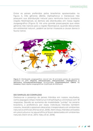 46
Entre os peixes preferidos pelos brasileiros apresentados na
figura 4, três gêneros (Betta, Xiphophorus e Carassius) não
possuem sua distribuição natural para nenhuma bacia brasileira
(região Neotropical), os demais são distribuídos em nossa região
zoogeográfica (Figura 5). Há uma grande preocupação que estes
gêneros não nativos para a região Neotropical, quando descartado
em ambiental natural , podem se tornar invasores e causar danos à
fauna nativa.
DO SIMPLES AO COMPLEXO
Destaca-se a presença de peixes híbridos em nossos resultados,
como papagaio (Vieja melanurus X Amphilophus citrinellus) com 18
respostas. Devido ao aumento da modalidade “jumbo” no cenário
brasileiro, a preferência por esses indivíduos híbridos também
cresceu, levando a possíveis descartes irresponsáveis em ambientes
naturais e artificiais (Ferraz et al., 2018). Além disso, híbridos utilizados
em piscicultura e na aquariofilia já foram detectados em ambientes
naturais (Vaini et al., 2014; Yabu et al., 2018).
Figura 5. Distribuição zoogeográfica natural dos 10 principais peixes do aquarismo
brasileiro em 2019. 1)Poecilia, 2)Paracheirodon, 3)Paracheirodon, 4)Xiphophorus, 5)
Astronotus, 6)Corydora/Scleromystax, 7)Loricariidae, 8)Hyphessobrycon, 9)Betta, 10)
Carassius. Mapa regiões zoogeográficas modificado de Wikiwand.
COMUNICAÇÕES
 