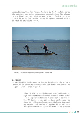 60
COMUNICAÇÕES
Veado, Córrego Grande e Floresta Nacional do Rio Preto. Tais riachos
são habitados por peixes pequenos e desconhecidos. São piabas,
carás e bagrinhos que vivem ocultados sob o folhiço da densa
floresta. O terço inferior do rio Itaúnas está protegido pelo Parque
Estadual de Itaúnas até sua foz.
OS PEIXES
Os vários ambientes hídricos na floresta de tabuleiro dão abrigo a
uma fauna de peixes de água doce que vem sendo desvendada ao
longo dos últimos anos (Figura 7).
O fascínio diante da variedade de peixes endêmicos, ou
seja, unicamente encontrados na floresta de tabuleiros,
encantou pesquisadores de diversas partes do mundo.
São 114 (cento e catorze) espécies conhecidas nos
sistemas hídricos da floresta de tabuleiros das quais
83 habitam unicamente as águas doces, nos seus
múltiplos ambientes. Dignos de nota são as espécies
Figura 6. Pescadores na ponta do Corumbau – Prado - BA.
 