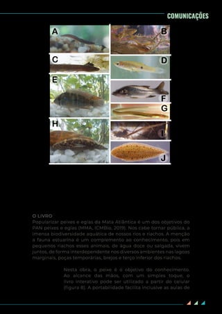 62
O LIVRO
Popularizar peixes e eglas da Mata Atlântica é um dos objetivos do
PAN peixes e eglas (MMA, ICMBio, 2019). Nos cabe tornar pública, a
imensa biodiversidade aquática de nossos rios e riachos. A menção
a fauna estuarina é um complemento ao conhecimento, pois em
pequenos riachos esses animais, de água doce ou salgada, vivem
juntos, de forma interdependente nos diversos ambientes nas lagoas
marginais, poças temporárias, brejos e terço inferior dos riachos.
Nesta obra, o peixe é o objetivo do conhecimento.
Ao alcance das mãos, com um simples toque, o
livro interativo pode ser utilizado a partir do celular
(figura 8). A portabilidade facilita inclusive as aulas de
Figura 7. Representantes das principais ordens de peixes nos rios da floresta
de Tabuleiros. A, Siluriformes - Acentronichthys leptos; B, Characiformes -
Rachoviscus graciliceps; C, Synbranchiformes - Synbranchus marmoratus;
D, Cyprinodontiformes - Phalloceros ocellatus; E, Cichliformes - Geophagus
brasiliensis; F, Perciformes - Centropomus paralellus; G, Anguilliformes - Ahlia
aegmontis; H, Gobiiformes - Eleotris pisonis; I, Syngnathiformes - Microphis
lineatus; J, Pleuronectiformes - Symphurus tessellatus.
COMUNICAÇÕES
 