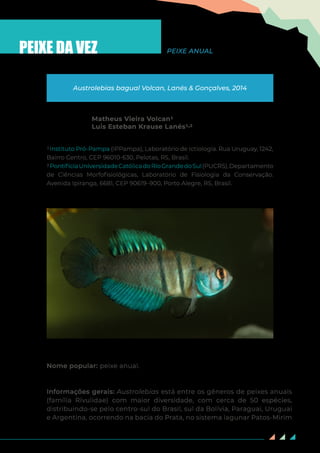 67
Nome popular: peixe anual.
Informações gerais: Austrolebias está entre os gêneros de peixes anuais
(família Rivulidae) com maior diversidade, com cerca de 50 espécies,
distribuindo-se pelo centro-sul do Brasil, sul da Bolívia, Paraguai, Uruguai
e Argentina, ocorrendo na bacia do Prata, no sistema lagunar Patos-Mirim
PEIXE DA VEZ
Matheus Vieira Volcan1
Luis Esteban Krause Lanés1,2
Austrolebias bagual Volcan, Lanés & Gonçalves, 2014
PEIXE ANUAL
1Instituto Pró-Pampa (IPPampa), Laboratório de Ictiologia. Rua Uruguay, 1242,
Bairro Centro, CEP 96010-630, Pelotas, RS, Brasil.
2PontifíciaUniversidadeCatólicadoRioGrandedoSul(PUCRS),Departamento
de Ciências Morfofisiológicas, Laboratório de Fisiologia da Conservação.
Avenida Ipiranga, 6681, CEP 90619–900, Porto Alegre, RS, Brasil.
 