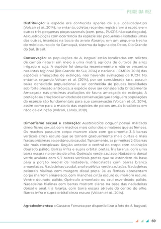 69
Distribuição: a espécie era conhecida apenas de sua localidade-tipo
(Volcan et al., 2014), no entanto, coletas recentes registraram a espécie em
outras três pequenas poças sazonais (com. pess., PUCRS não-catalogado).
As quatro poças com ocorrência da espécie são pequenas e isoladas umas
das outras, inseridas na bacia do arroio Abranjo, em um pequeno trecho
do médio curso do rio Camaquã, sistema da laguna dos Patos, Rio Grande
do Sul, Brasil.
Conservação: as populações de A. bagual estão localizadas em relictos
de campo natural em meio a uma matriz agrícola de cultivos de arroz
irrigado e soja. A espécie foi descrita recentemente e não se encontra
nas listas regional (Rio Grande do Sul, 2014) e nacional (ICMBio, 2018) das
espécies ameaçadas de extinção, não havendo avaliações da IUCN. No
entanto, segundo Volcan et al. (2014), por ser considerada rara, possuir
baixa densidade populacional e ser conhecida de poucas localidades
sob forte pressão antrópica, a espécie deve ser considerada Criticamente
Ameaçada nas próximas avaliações de fauna ameaçada de extinção. A
proteção ou criação de unidades de conservação que abriguem populações
da espécie são fundamentais para sua conservação (Volcan et al., 2014),
assim como para a maioria das espécies de peixes anuais brasileiras em
risco de extinção (Volcan, Lanés, 2018).
Dimorfismo sexual e coloração: Austrolebias bagual possui marcado
dimorfismo sexual, com machos mais coloridos e maiores que as fêmeas.
Os machos possuem corpo marrom claro com geralmente 3-6 barras
verticais cinza escuro que se tornam gradualmente mais curtas e mais
fracas próximas ao pedúnculo caudal. Tipicamente, as primeiras 2-3 barras
são mais conspícuas. Região anterior e ventral do corpo com coloração
dourado pálido. Barras infra e supra orbital pretas. Íris laranja, com uma
barra escura no centro do olho. Opérculo verde azulado. Nadadeira dorsal
verde azulada com 5-7 barras verticais pretas que se estendem da base
para a porção medial da nadadeira, intercaladas com barras branco
amareladas. Nadadeiras caudal, anal e pélvica verde azuladas. Nadadeiras
peitorais hialinas com margem distal preta. Já as fêmeas apresentam
corpo marrom amarelado, com manchas cinza escuro ou marrom escuro.
Ventre dourado pálido. Opérculo amarelado ou azul esverdeado pálido.
Nadadeiras hialinas com barras marrom claras na base das nadadeiras
dorsal e anal. Íris laranja, com barra escura através do centro do olho.
Barras infra e supra orbital cinza escuro (Volcan et al., 2014).
Agradecimentos: a Gustavo Fonseca por disponibilizar a foto de A. bagual.
PEIXE DA VEZ
 