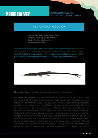 71
PEIXE DA VEZ
Farlowella hahni Meinken, 1937
Nome popular: cascudo graveto, gravetinho, peixe galho.
Informações gerais: o gênero Farlowella Eigenmann, Eigenmann, 1889,
pertence à família Loricariidae, subfamília Loricariinae, tribo Loricariini e
subtribo Farlowellina (Covain et al., 2016). Retzer, Page (1996) propõem a
existência de seis grupos monofiléticos dentro de Farlowella identificados
principalmente por características relacionadas aos odontódeos de
reprodução e morfologia e contagem das séries de placas ósseas do corpo.
Todavia, F. hahni, além de outras cinco espécies, não possui suas relações
filogenéticas esclarecidas e, por isso, não pertence a nenhum grupo de
espécies descrito até o momento (Terán et al., 2019; Retzer, Page, 1996).
Algumas das espécies deste gênero são comumente coletadas de seu
ambiente para uso em aquariofilia (IBAMA, 2012). O exemplar fotografado
possui 15,2 cm de comprimento padrão, foi coletado com auxílio de peneira
¹UniversidadeTecnológicaFederaldoParanáCâmpusSantaHelena, Laboratório
de Ictiologia e Limnologia, 85892-000, Santa Helena, PR, Brasil. E-mail:
lkampfert@alunos.utfpr.edu.br (LEPK); danielrblanco@utfpr.edu.br (DRB);
joaocarlosmaicrovicz@hotmail.com (JCM); helenob@utfpr.edu.br (HB).
CASCUDO GRAVETO,
GRAVETINHO, PEIXE GALHO
Lucas Emilio Perin Kampfert1
Daniel Rodrigues Blanco1
João Carlos Maicrovicz1
Heleno Brandão1
 