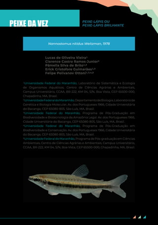 74
PEIXE DA VEZ
Lucas de Oliveira Vieira1
Clarence Castro Ramos-Junior2
Pâmella Silva de Brito1,3
Erick Cristofore Guimarães1,3
Felipe Polivanov Ottoni1,3,4,5
Nannostomus nitidus Weitzman, 1978
PEIXE-LÁPIS OU
PEIXE-LÁPIS BRILHANTE
¹Universidade Federal do Maranhão, Laboratório de Sistemática e Ecologia
de Organismos Aquáticos, Centro de Ciências Agrárias e Ambientais,
Campus Universitário, CCAA, BR-222, KM 04, S/N, Boa Vista, CEP 65500-000,
Chapadinha, MA, Brasil.
2UniversidadeFederaldoMaranhão,DepartamentodeBiologia,Laboratóriode
Genética e Biologia Molecular, Av. dos Portugueses 1966, Cidade Universitária
do Bacanga, CEP 65080-805, São Luís, MA, Brasil.
3Universidade Federal do Maranhão, Programa de Pós-Graduação em
Biodiversidade e Biotecnologia da Amazônia Legal. Av. dos Portugueses 1966,
Cidade Universitária do Bacanga, CEP 65080-805, São Luís, MA, Brasil.
4Universidade Federal do Maranhão, Programa de Pós-Graduação em
Biodiversidade e Conservação. Av. dos Portugueses 1966, Cidade Universitária
do Bacanga, CEP 65080-805, São Luís, MA, Brasil.
5Universidade Federal do Maranhão, Programa de Pós-graduação em Ciências
Ambientais, Centro de Ciências Agrárias e Ambientais, Campus Universitário,
CCAA, BR-222, KM 04, S/N, Boa Vista, CEP 65500-000, Chapadinha, MA, Brasil.
 
