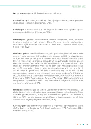 75
Nome popular: peixe-lápis ou peixe-lápis brilhante.
Localidade tipo: Brasil, Estado do Pará, Igarapé Candiru-Mirim próximo
de Badajós, Rio Capim (Weitzman, 1978).
Etimologia: o nome nitidus é um adjetivo do latim que significa "puro,
elegante ou brilhante" (Weitzman, 1978).
Informações gerais: Nannostomus nitidus Weitzman, 1978 pertence
à classe Actinopterygii, ordem Characiformes, família Lebiasinidae,
subfamília Pyrrhulininae (Weitzman e Cobb, 1975; Froese e Pauly, 2020;
Fricke et al. 2020).
Identificação: os indivíduos dessa espécie possuem pequeno porte, com
comprimento padrão máximo de aproximadamente 35.0 mm (Weitzman,
1978, Froese e Pauly, 2020). São caracterizados pela presença de duas faixas
laterais horizontais (primária e secundária) e ausência de faixa horizontal
terciária, sendo a faixa primária bastante conspícua. A nadadeira anal dos
machos é moderadamente modificada, com raios mais espessos do que
os das fêmeas. Além disso, a presença de nadadeira adiposa também é
usada como diagnóstico válido para separar essa espécie da maioria dos
seus congêneres (como por exemplo: Nannostomus beckfordi Günther
1872, Nannostomus bifasciatus Hoedeman 1954, Nannostomus minimus
Eigenmann 1909, Nannostomus limatus Weitzman 1978, Nannostomus
marginatus Eigenmann 1909). Para consultar a diagnose completa da
espécie, ver Weitzman (1978).
Biologia: a alimentação da família Lebiasinidae é bem diversificada. Sua
dieta é composta por insetos, pequenos crustáceos, peixes juvenis, flores
e frutos (Netto-Ferreira, 2018). Os membros do gênero Nannostomus
Günther 1872 se alimentam de perifíton e invertebrados bentônicos
associados a vegetação (Netto-Ferreira, 2018).
Distribuição: até o momento a espécie é registrada apenas para a bacia
do Rio Capim, no Estado do Pará, Brasil (Weitzman, 1978; Fricke et al. 2020;
Froese e Pauly, 2020).
PEIXE DA VEZ
 
