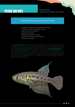 77
PEIXE DA VEZ
Augusto Gabriel Jatobá Fernandes1
Marcelo Hideki Shigaki Yabu1
Iago Vinicios Geller1,2
Carolina Prado1
Matheus Chueire Luiz1
Gabriela Correia de Oliveira1
Mário Luís Orsi1
Ophthalmolebias constanciae (Myers, 1942)
1 Universidade Estadual de Londrina, Laboratório de Ecologia de Peixes e
Invasões Biológicas, Departamento de Biologia Animal e Vegetal, Centro de
Ciências Biológicas, 86057-970, Londrina, PR. E-mail: augusto.gabriel@uel.br
2Universidade Estadual de Londrina, Programa de Pós-graduação em
Ciências Biológicas, Laboratório de Ecologia de Peixes e Invasões Biológicas,
Departamento de Biologia Animal e Vegetal, Centro de Ciências Biológicas,
86057-970, Londrina, PR.
PEIXE ANUAL,
PEIXE DAS NUVENS, KILLIFISH
 