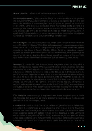 78
Nome popular: peixe anual, peixe das nuvens, killifish.
Informações gerais: Ophthalmolebias já foi considerado um subgênero
de Simpsonichthys, posteriormente elevado à categoria de gênero por
meio de análises e comparações morfológicas e genéticas (Loureiro
et al. 2018). Uma das características mais marcantes deste gênero é a
presença de faixas alternadas entre as cores castanho-avermelhada e
azul-esverdeada em toda extensão do flanco de machos (Costa, 2010). A
espécie Ophthalmolebias constanciae possui duas sinonímias, sendo elas
Cynolebias constanciae e Simpsonichthys constanciae.
Identificação: são peixes de pequeno porte com comprimento variando
entre 35 e 60 mm (Costa, 1996). Os machos possuem coloração amarelada,
com cerca de 3 a 4 faixas longitudinais e pequenas manchas pretas
circulares por todo o flanco (Costa, 2006). Tanto a nadadeira caudal
quanto as dorsais possuem coloração azul-esverdeada, com presença de
manchas circulares pretas, dimorfismo sexual se mostra evidente visto
que os machos são bem mais coloridos que as fêmeas (Costa, 1996).
Biologia: é conhecido por habitar áreas alagáveis (charcos, alagados e
lagos temporários) (Costa, 1996). Esses ambientes alternam entre períodos
de cheia e seca ao longo do ano. Dessa maneira o ciclo de vida dos peixes
adultos se encerra durante a seca, onde todos os indivíduos morrem,
porém os ovos depositados no substrato sobrevivem e se desenvolvem
mesmo na ausência de água, posteriormente os mesmos eclodem no
próximo período de alagamento, dando início a um novo ciclo (Costa,
2006). Os indivíduos do gênero crescem muito rápido, atingindo a
maturidade reprodutiva em questão de dias (Costa, 1996). Apesar desses
atributos, a biologia mais descritiva e detalhada dessa espécie ainda não é
completamente conhecida, havendo a necessidade de mais estudos.
Distribuição: sua presença é registrada em áreas alagáveis para a bacia
do Atlântico Sul, próximo ao litoral brasileiro e para o baixo rio São João
(Ponzetto, 2012, Eschmeyer, 2019).
Conservação: assim como todos os peixes do gênero Ophthalmolebias,
a espécie O. constanciae possui altíssima endemia. A família Rivulidae
é uma das mais ameaçadas de extinção, visto que praticamente todas
suas espécies estão em estado crítico como descreve a lista vermelha
de espécies ameaçadas (ICMBio, 2018). A conservação das poucas áreas
onde essa espécie ocorre naturalmente é essencial para sua manutenção,
caso contrário muito em breve a mesma poderá ser extinta em ambiente
PEIXE DA VEZ
 