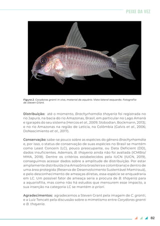 82
Distribuição: até o momento, Brachyrhamdia thayeria foi registrada no
rio Japurá, na bacia do rio Amazonas, Brasil, em particular no Lago Amanã
e igarapés do seu sistema (Hercos et al., 2009; Slobodian, Bockmann, 2013);
e no rio Amazonas na região de Letícia, na Colômbia (Galvis et al., 2006;
DoNascimiento et al., 2017).
Conservação: sabe-se pouco sobre as espécies do gênero Brachyrhamdia
e, por isso, o status de conservação de suas espécies no Brasil se mantém
como Least Concern (LC), pouco preocupante, ou Data Deficient (DD),
dados insuficientes. Ademais, B. thayeria ainda não foi avaliada (ICMBio/
MMA, 2018). Dentre os critérios estabelecidos pela IUCN (IUCN, 2019),
conseguimos acessar dados sobre a amplitude de distribuição. Por estar
amplamente distribuída (na Amazônia brasileira e colombiana) e dentro de
uma área protegida (Reserva de Desenvolvimento Sustentável Mamirauá),
e pelo desconhecimento de ameaças diretas, essa espécie se enquadraria
em LC. Um possível fator de ameaça seria a procura de B. thayeria para
a aquariofilia, mas como não há estudos que mensurem esse impacto, a
sua inserção na categoria LC se mantém a priori.
Agradecimentos: agradecemos a Steven Grant pela imagem de C. granti,
e a Luiz Tencatt pela discussão sobre o mimetismo entre Corydoras granti
e B. thayeria.
Figura 2. Corydoras granti in vivo, material de aquário. Vista lateral esquerda. Fotografia
de Steven Grant.
PEIXE DA VEZ
 