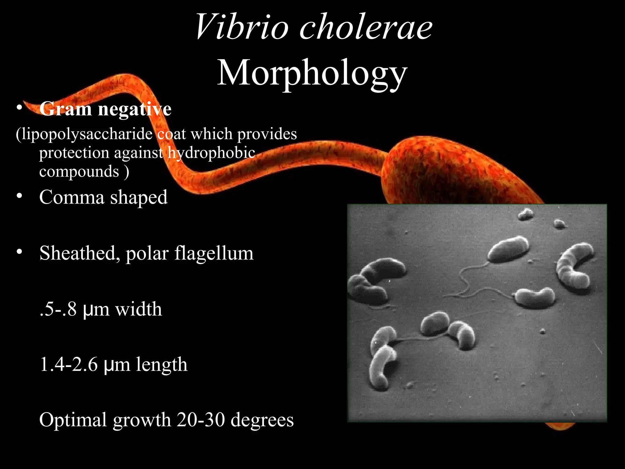 vibro cholerae (physiology and toxicology of this bacteria | PPT