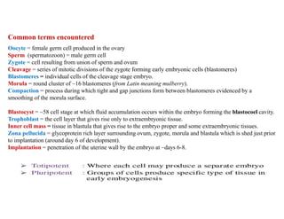Common terms encountered
Oocyte = female germ cell produced in the ovary
Sperm (spermatozoon) = male germ cell
Zygote = cell resulting from union of sperm and ovum
Cleavage = series of mitotic divisions of the zygote forming early embryonic cells (blastomeres)
Blastomeres = individual cells of the cleavage stage embryo.
Morula = round cluster of ~16 blastomeres (from Latin meaning mulberry).
Compaction = process during which tight and gap junctions form between blastomeres evidenced by a
smoothing of the morula surface.
Blastocyst = ~58 cell stage at which fluid accumulation occurs within the embryo forming the blastocoel cavity.
Trophoblast = the cell layer that gives rise only to extraembryonic tissue.
Inner cell mass = tissue in blastula that gives rise to the embryo proper and some extraembryonic tissues.
Zona pellucida = glycoprotein rich layer surrounding ovum, zygote, morula and blastula which is shed just prior
to implantation (around day 6 of development).
Implantation = penetration of the uterine wall by the embryo at ~days 6-8.
 