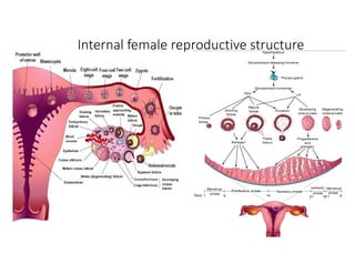Internal female reproductive structure
 